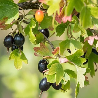 Смородина золотистая БЛЭЙКСТ  Смородина золотистая БЛЭЙКСТ в Ростове-на-Дону