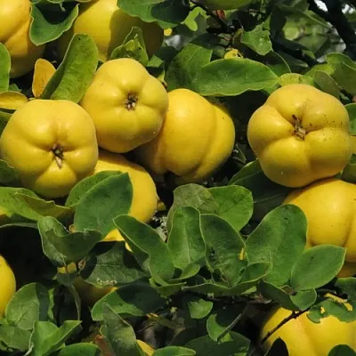 Цидония  Цидония в Ростове-на-Дону