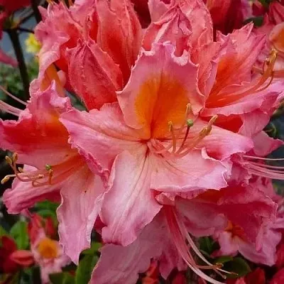 Азалия ПИНК ДЕЛАЙТ листопадная	 в Ростове-на-Дону