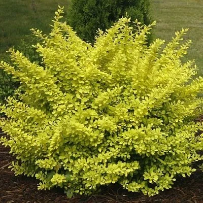 Барбарис АУРЕА тунберга в Ростове-на-Дону