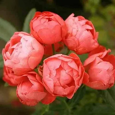 Саженцы роз ОРАНЖ МОРСДАГ полиантовая в Ростове-на-Дону