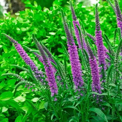 Вероника ФЕСТ МАТЧ длиннолистная  Вероника ФЕСТ МАТЧ длиннолистная в Ростове-на-Дону