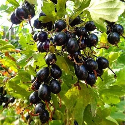 Смородина золотистая ОВАЛЬНАЯ  Смородина золотистая ОВАЛЬНАЯ в Ростове-на-Дону