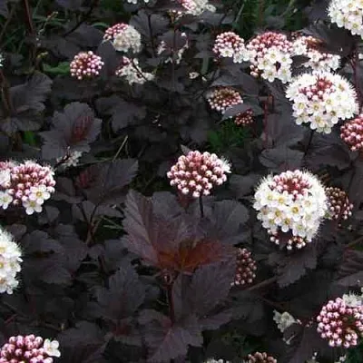 Пузыреплодник ДИАБЛО  Пузыреплодник ДИАБЛО в Ростове-на-Дону