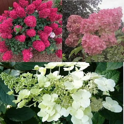 Комплект САД ЭМОЦИЙ в Ростове-на-Дону