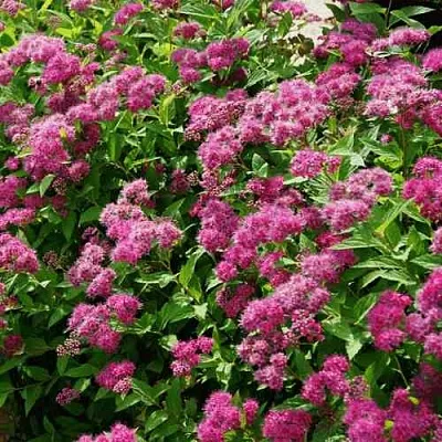 Спирея КРИСПА японская  Спирея КРИСПА японская в Ростове-на-Дону