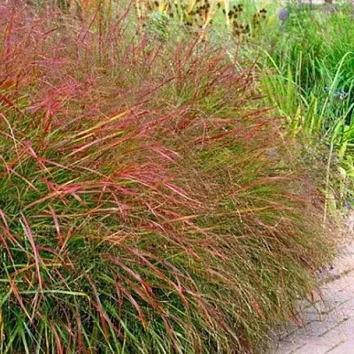 Просо ШЕНАНДО прутьевидное  Просо ШЕНАНДО прутьевидное в Ростове-на-Дону