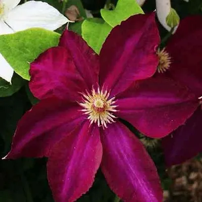 Клематис МАЗОВШЕ  Клематис МАЗОВШЕ в Ростове-на-Дону