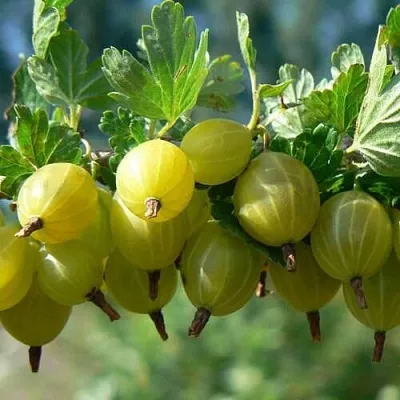 Крыжовник ХИННОНМАЙНЕН КЕЛЬТАЙНЕН  Крыжовник ХИННОНМАЙНЕН КЕЛЬТАЙНЕН в Ростове-на-Дону