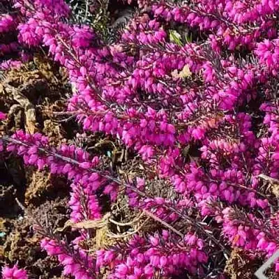 Вереск  Вереск в Ростове-на-Дону