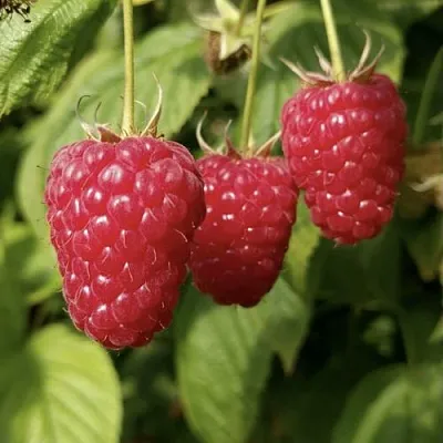 Малина МАПЕМА   Малина МАПЕМА  в Ростове-на-Дону