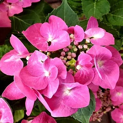 Гортензия ТАУБЕ крупнолистная  Гортензия ТАУБЕ крупнолистная в Ростове-на-Дону