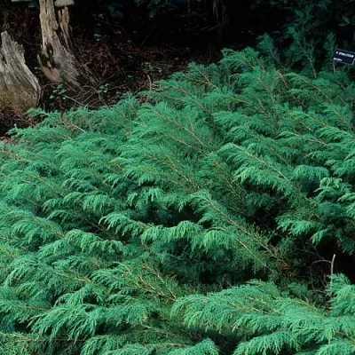 Микробиота  Микробиота в Ростове-на-Дону