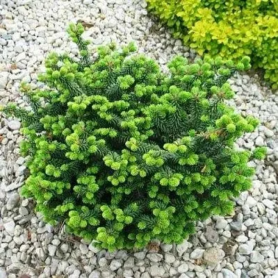 Пихта НАНА бальзамическая  Пихта НАНА бальзамическая в Ростове-на-Дону