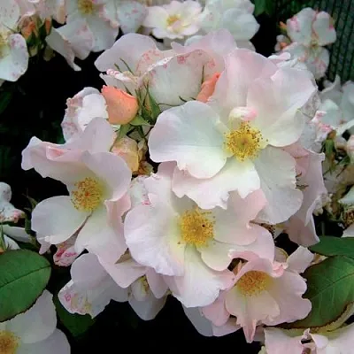 Саженцы роз САЛЛИ ХОЛМС мускусная  Саженцы роз САЛЛИ ХОЛМС мускусная в Ростове-на-Дону