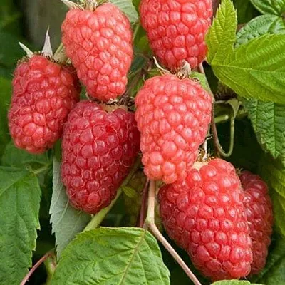 Малина КАСКАД ДЕЛАЙТ в Ростове-на-Дону