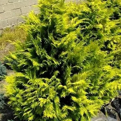 Кипарисовик ГОЛДЕН ВОНДЕР лавсона  Кипарисовик ГОЛДЕН ВОНДЕР лавсона в Ростове-на-Дону