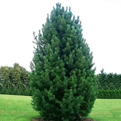 Сосна кедровая   Сосна кедровая  в Ростове-на-Дону