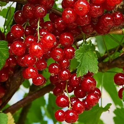 Смородина красная НАТАЛИ  Смородина красная НАТАЛИ в Ростове-на-Дону