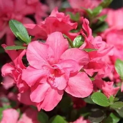 Азалия РОКОКО японская в Ростове-на-Дону