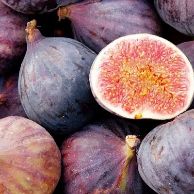 Инжир МУАССОН  Инжир МУАССОН в Ростове-на-Дону