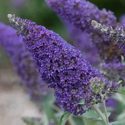 Буддлея НАНО ПЕРПЛ   Буддлея НАНО ПЕРПЛ  в Ростове-на-Дону