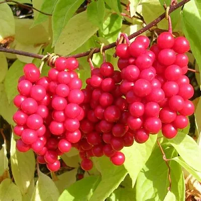 Лимонник ПЕРВЕНЕЦ китайский  Лимонник ПЕРВЕНЕЦ китайский в Ростове-на-Дону