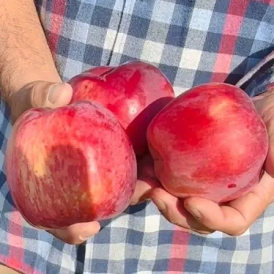 Яблоня ПАМЯТЬ КОВАЛЕНКО в Ростове-на-Дону