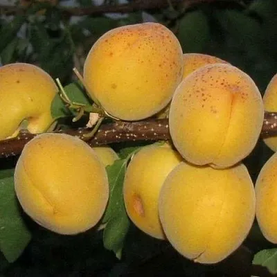 Абрикос ДЕСЕРТНЫЙ ГОЛУБЕВА  Абрикос ДЕСЕРТНЫЙ ГОЛУБЕВА в Ростове-на-Дону