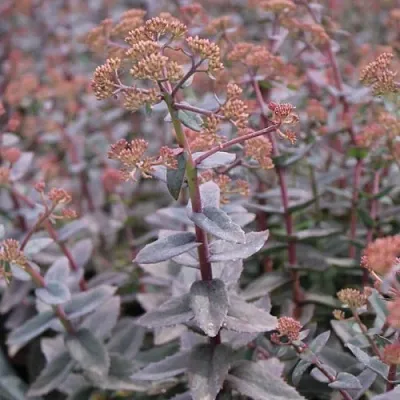 Очиток (седум) РЭЙН КСЕНОКС видный  Очиток (седум) РЭЙН КСЕНОКС видный в Ростове-на-Дону