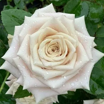 Саженцы роз МЕНТА чайно-гибридная  Саженцы роз МЕНТА чайно-гибридная в Ростове-на-Дону