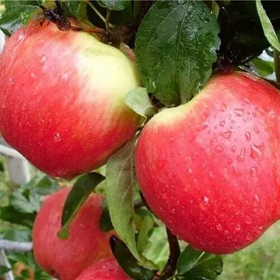 Яблоня ЖЕНЕВА (ЖЕНЕВА ЭРЛИ)  Яблоня ЖЕНЕВА (ЖЕНЕВА ЭРЛИ) в Ростове-на-Дону