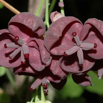 Акебия  Акебия в Ростове-на-Дону