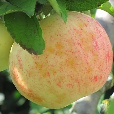 Яблоня ЛЕТНЕЕ СЛАДКОЕ  Яблоня ЛЕТНЕЕ СЛАДКОЕ в Ростове-на-Дону