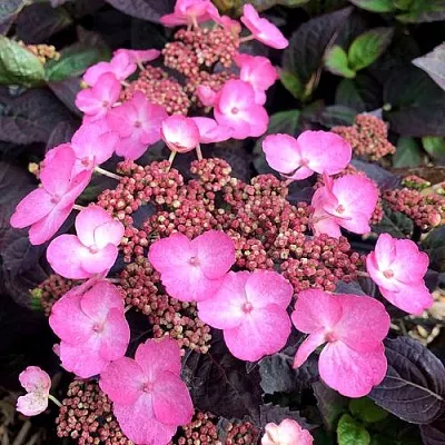 Гортензия ДАРЕДЕВИЛ пильчатая  Гортензия ДАРЕДЕВИЛ пильчатая в Ростове-на-Дону