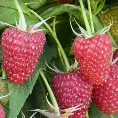 Малина ЕВРАЗИЯ  Малина ЕВРАЗИЯ в Ростове-на-Дону