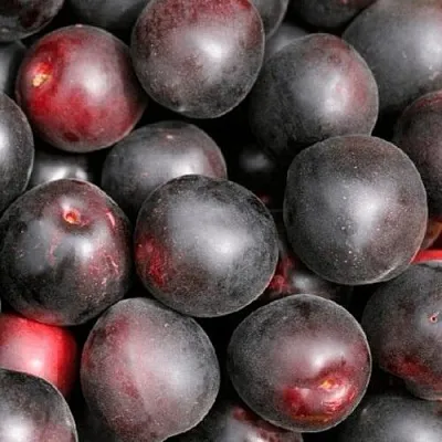 Абрикос ЧЕРНЫЙ ПРИНЦ  Абрикос ЧЕРНЫЙ ПРИНЦ в Ростове-на-Дону