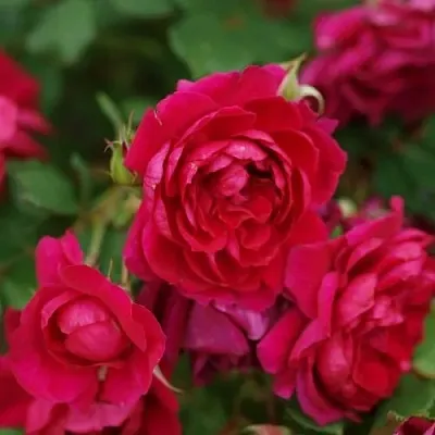 Саженцы роз КВАДРА плетистая  Саженцы роз КВАДРА плетистая в Ростове-на-Дону