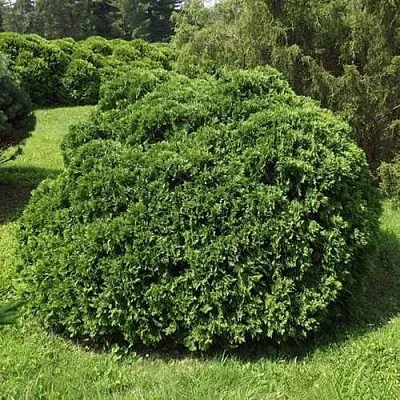 Туя УМБРАКУЛИФЕРА западная  Туя УМБРАКУЛИФЕРА западная в Ростове-на-Дону