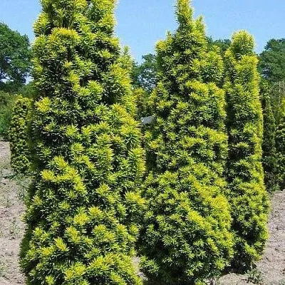 Тис ДАВИД ягодный  Тис ДАВИД ягодный в Ростове-на-Дону