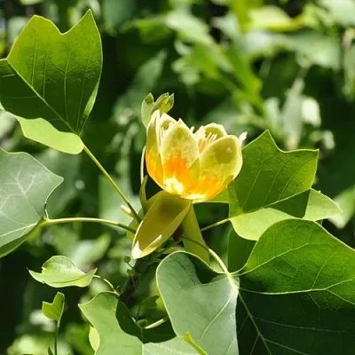 ЛИРИОДЕНДРОН тюльпанный  ЛИРИОДЕНДРОН тюльпанный в Ростове-на-Дону