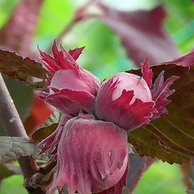 Фундук КАРДИНАЛ  Фундук КАРДИНАЛ в Ростове-на-Дону