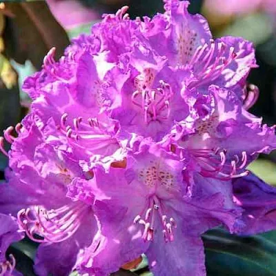 Рододендрон АЛЬФРЕД  Рододендрон АЛЬФРЕД в Ростове-на-Дону