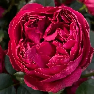 Саженцы роз РАСПБЕРРИ ЭЛЕГАНС чайно-гибридная  Саженцы роз РАСПБЕРРИ ЭЛЕГАНС чайно-гибридная в Ростове-на-Дону