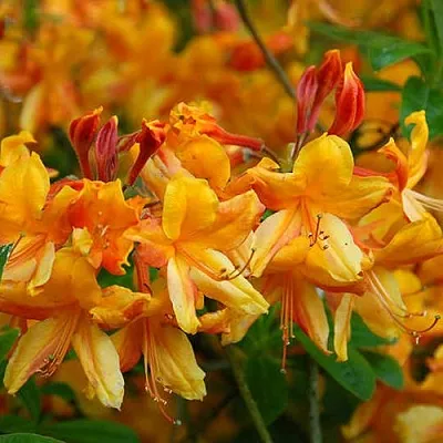 Азалия ОРАНЖ ХИТ листопадная в Ростове-на-Дону