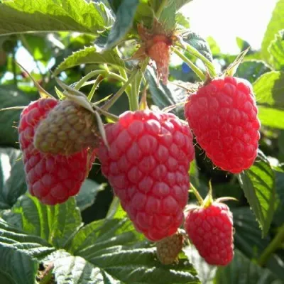 Малина ЖАР-ПТИЦА в Ростове-на-Дону