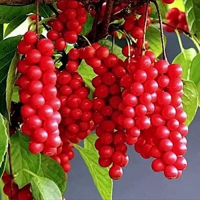 Лимонник САДОВЫЙ 1 китайский   Лимонник САДОВЫЙ 1 китайский  в Ростове-на-Дону