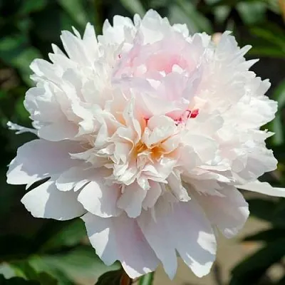 Пион АЛЕРТИ травянистый  Пион АЛЕРТИ травянистый в Ростове-на-Дону