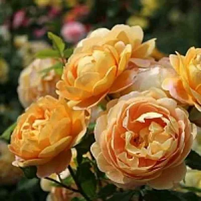 Саженцы роз ГОЛДЕН СЕЛЕБРЕЙШЕН английская  Саженцы роз ГОЛДЕН СЕЛЕБРЕЙШЕН английская в Ростове-на-Дону