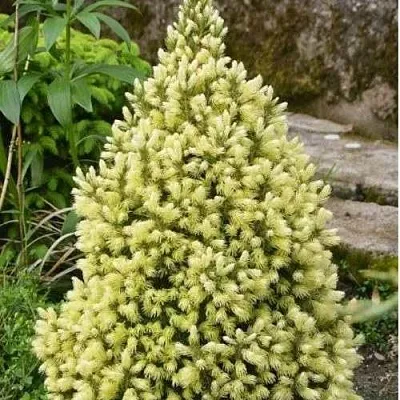 Ель МАЙГОЛД колючая  Ель МАЙГОЛД колючая в Ростове-на-Дону